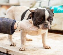SANYI, Hund, Franz. Bulldogge Mischling in Ungarn - Bild 3