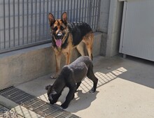GINA, Hund, Deutscher Schäferhund in Italien - Bild 1