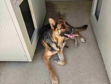 GINA, Hund, Deutscher Schäferhund in Italien - Bild 4