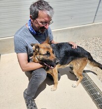 GINA, Hund, Deutscher Schäferhund in Italien - Bild 5