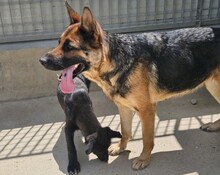 GINA, Hund, Deutscher Schäferhund in Italien - Bild 6