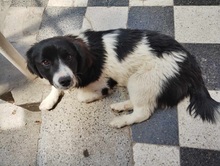 KESSIE, Hund, Mischlingshund in Rumänien - Bild 1
