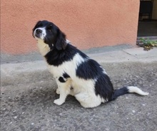 KESSIE, Hund, Mischlingshund in Rumänien - Bild 2
