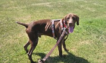 CARDINALE, Hund, Deutsch Kurzhaar in Italien - Bild 1