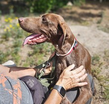 CARDINALE, Hund, Deutsch Kurzhaar in Italien - Bild 2