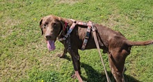 CARDINALE, Hund, Deutsch Kurzhaar in Italien - Bild 3