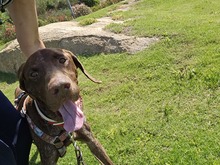 CARDINALE, Hund, Deutsch Kurzhaar in Italien - Bild 4
