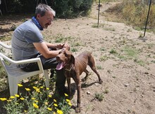 CARDINALE, Hund, Deutsch Kurzhaar in Italien - Bild 6