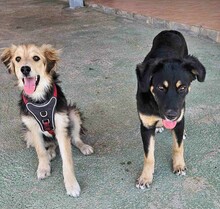DONATELLO, Hund, Labrador Retriever-Deutscher Schäferhund-Mix in Italien - Bild 2