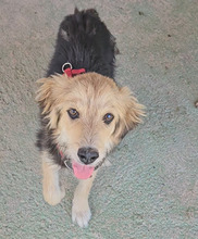 DONATELLO, Hund, Labrador Retriever-Deutscher Schäferhund-Mix in Italien - Bild 3