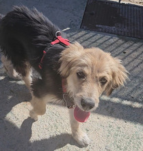 DONATELLO, Hund, Labrador Retriever-Deutscher Schäferhund-Mix in Italien - Bild 4