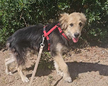 DONATELLO, Hund, Labrador Retriever-Deutscher Schäferhund-Mix in Italien - Bild 5