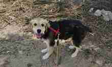 DONATELLO, Hund, Labrador Retriever-Deutscher Schäferhund-Mix in Italien - Bild 6