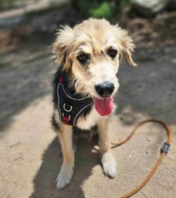 DONATELLO, Hund, Labrador Retriever-Deutscher Schäferhund-Mix in Italien - Bild 7