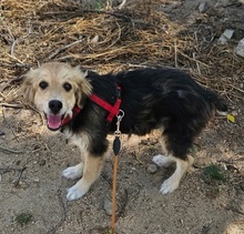 DONATELLO, Hund, Labrador Retriever-Deutscher Schäferhund-Mix in Italien - Bild 8