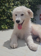 MOGLI, Hund, Maremmano-Mix in Italien - Bild 1