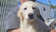 MOGLI, Hund, Maremmano-Mix in Italien - Bild 2