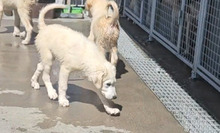 MOGLI, Hund, Maremmano-Mix in Italien - Bild 3
