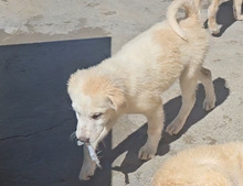 MOGLI, Hund, Maremmano-Mix in Italien - Bild 4