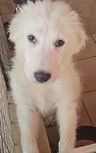 MOGLI, Hund, Maremmano-Mix in Italien - Bild 5