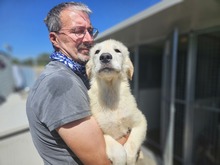 MOGLI, Hund, Maremmano-Mix in Italien - Bild 6