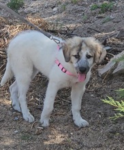 ISABELLA, Hund, Maremmano-Mix in Italien - Bild 1