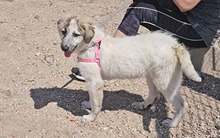 ISABELLA, Hund, Maremmano-Mix in Italien - Bild 2