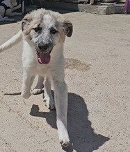ISABELLA, Hund, Maremmano-Mix in Italien - Bild 3