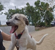 ISABELLA, Hund, Maremmano-Mix in Italien - Bild 4