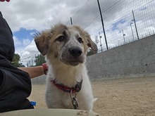 ISABELLA, Hund, Maremmano-Mix in Italien - Bild 5