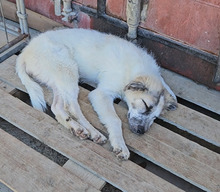 ISABELLA, Hund, Maremmano-Mix in Italien - Bild 6