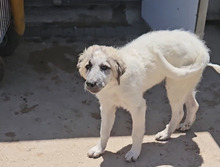 ISABELLA, Hund, Maremmano-Mix in Italien - Bild 7