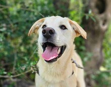VICTORY, Hund, Labrador-Mix in Italien - Bild 1