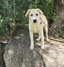 VICTORY, Hund, Labrador-Mix in Italien - Bild 4