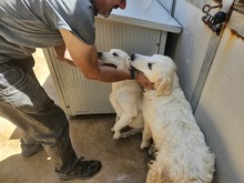 VICTORY, Hund, Labrador-Mix in Italien - Bild 5
