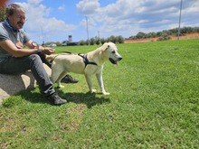 VICTORY, Hund, Labrador-Mix in Italien - Bild 6