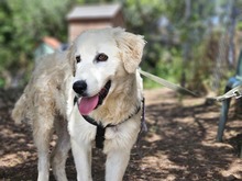 VITTORIO, Hund, Golden Retriever-Maremmano Abruzzese-Mix in Italien - Bild 1