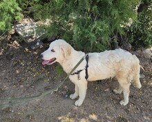 VITTORIO, Hund, Golden Retriever-Maremmano Abruzzese-Mix in Italien - Bild 2