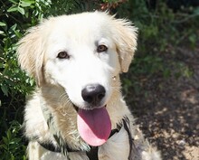 VITTORIO, Hund, Golden Retriever-Maremmano Abruzzese-Mix in Italien - Bild 3