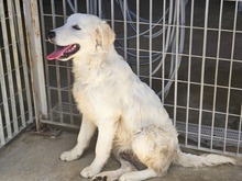 VITTORIO, Hund, Golden Retriever-Maremmano Abruzzese-Mix in Italien - Bild 4