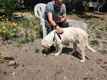 VITTORIO, Hund, Golden Retriever-Maremmano Abruzzese-Mix in Italien - Bild 5
