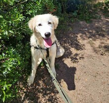 VITTORIO, Hund, Golden Retriever-Maremmano Abruzzese-Mix in Italien - Bild 6