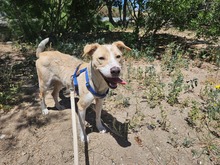 LUCY, Hund, Segugio Italiano-Mix in Italien - Bild 1