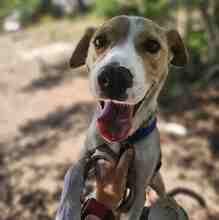 LUCY, Hund, Segugio Italiano-Mix in Italien - Bild 2