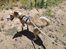 LUCY, Hund, Segugio Italiano-Mix in Italien - Bild 3