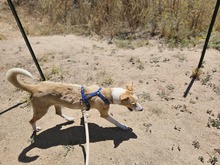 LUCY, Hund, Segugio Italiano-Mix in Italien - Bild 5