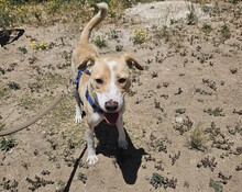 LUCY, Hund, Segugio Italiano-Mix in Italien - Bild 6