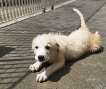 MIRACOLA, Hund, Maremmano-Mix in Italien - Bild 1
