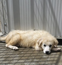 MIRACOLA, Hund, Maremmano-Mix in Italien - Bild 3