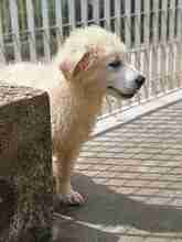 MIRACOLA, Hund, Maremmano-Mix in Italien - Bild 4